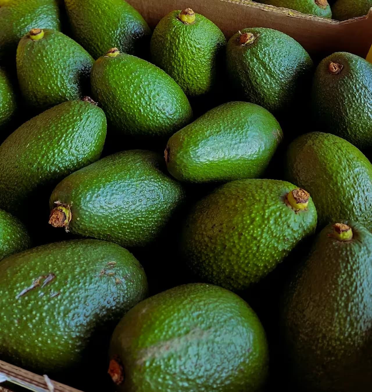 Queensland avocados ready for export