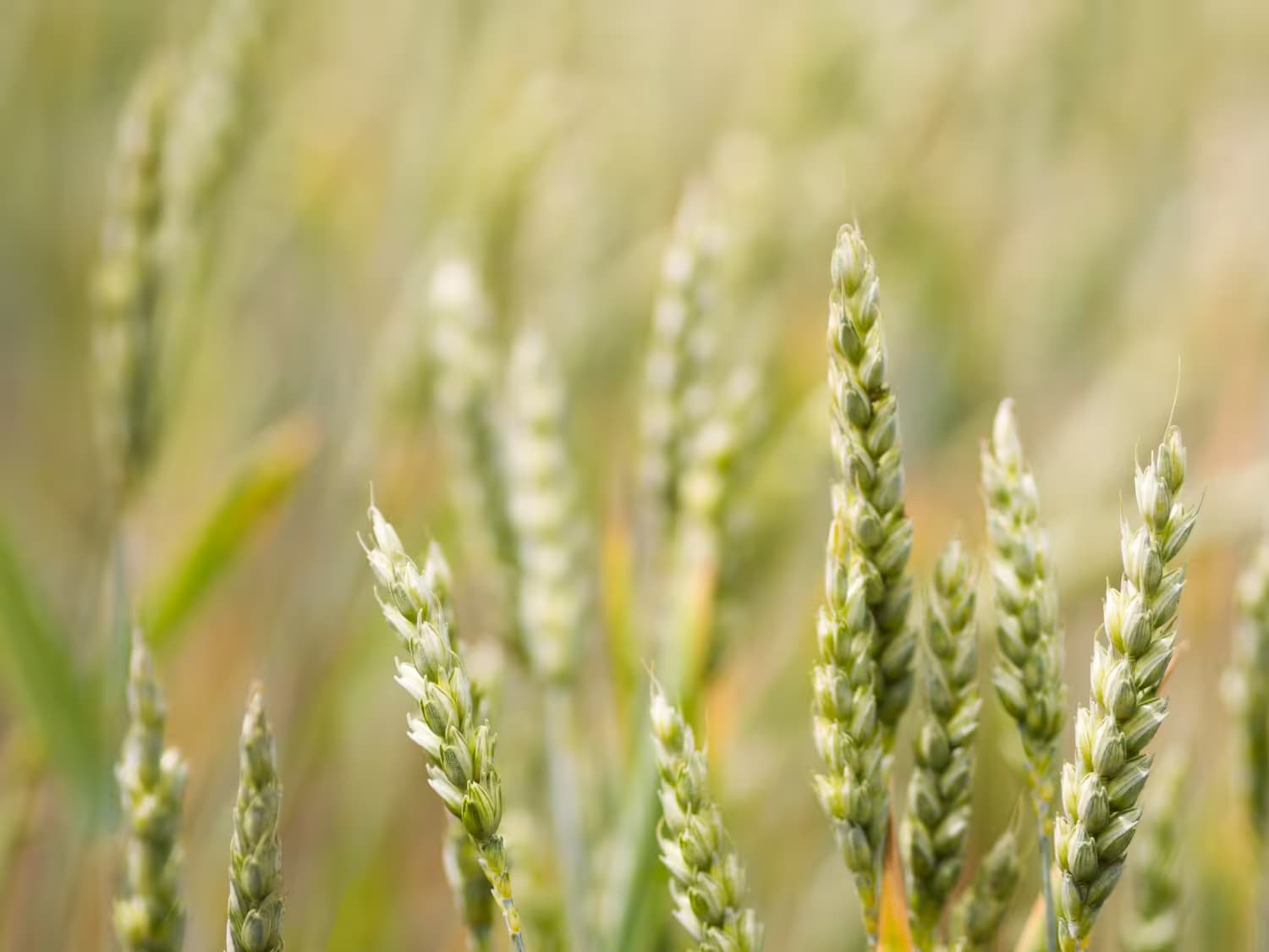 The Lifecycle of Oats: From Seed to Storage