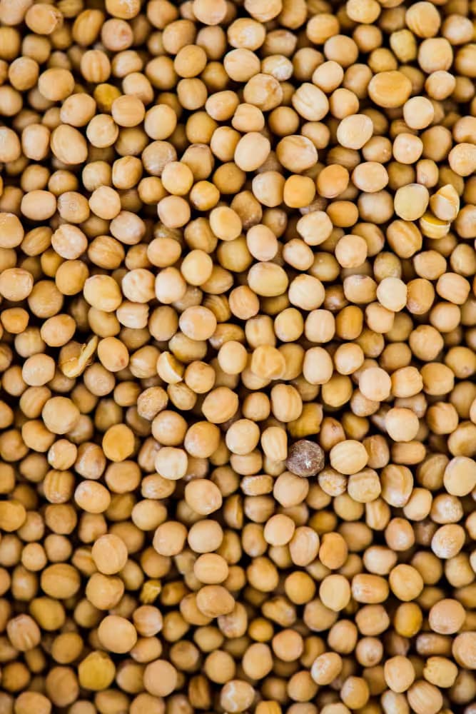 Soy Beans